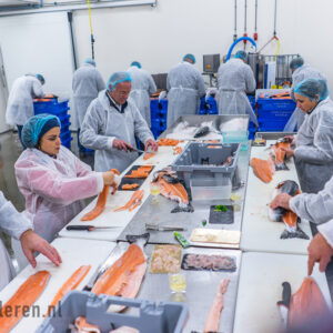 Zalm, Sashimi/Sushi & Gravad laks